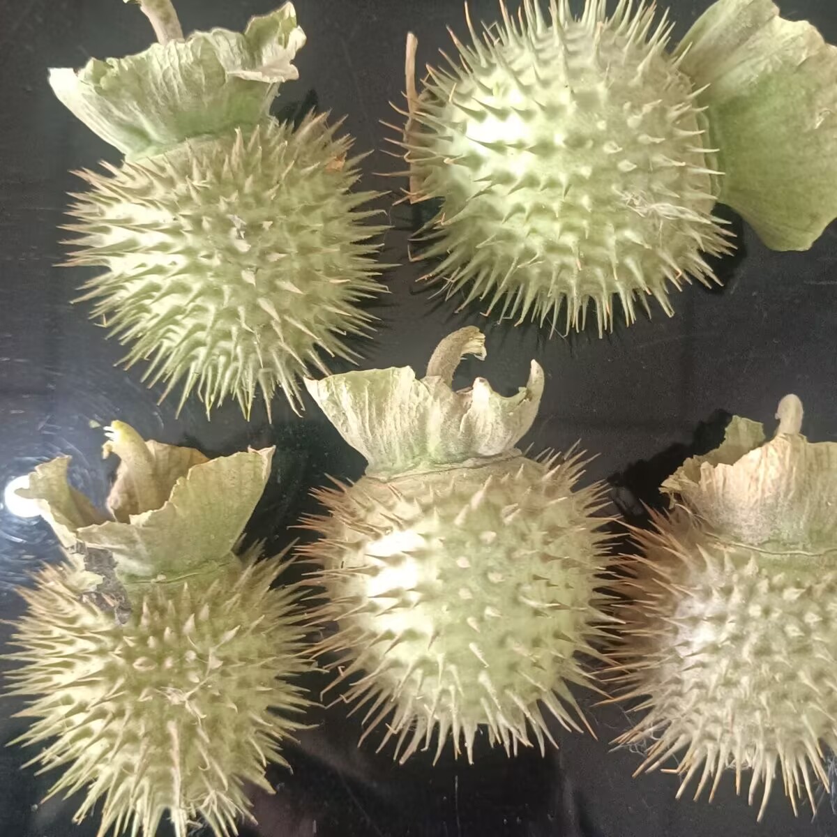 Potpourri Dried Flower - Wysokiej jakości naturalne suszone łuski datura