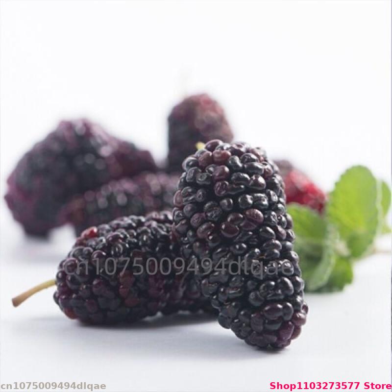 100g-200g Naturalne Mulberry w – Potpourri Dried Flower recenzja i cena